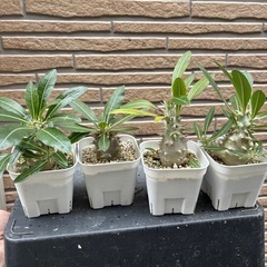 パキポディウム　デンシカウレ　恵比寿大黒の画像