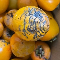 大和柿吊るし用１０キロの画像