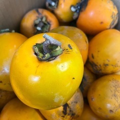 大和柿吊るし用１０キロの画像