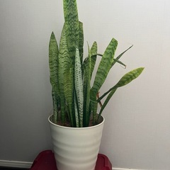 観葉植物の画像