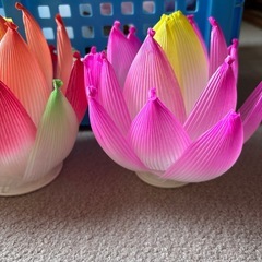 ハスの花色違い３輪の画像