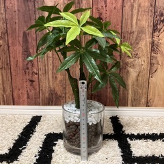 【中古】造花　インテリア　観葉植物好きの方にの画像