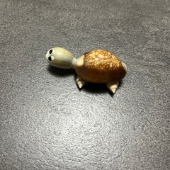 貝殻かめさんの画像