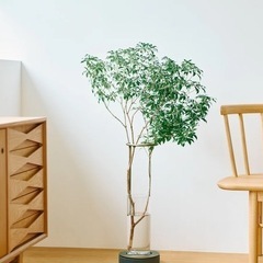 1124アセビの画像