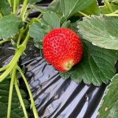 新鮮とちあいかイチゴの画像