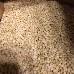 少サイズも可能 新米 もち米 こがねもち 玄米 令和7年 ②の画像