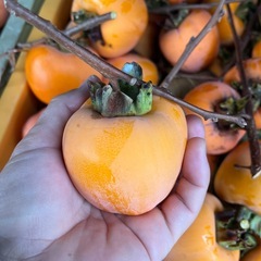 渋柿　エボ柿　11/25収穫の画像