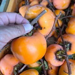 渋柿　エボ柿　11/25収穫の画像