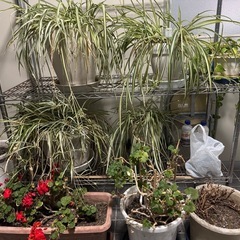 オリズルラン4鉢と枯れたもの鉢1つの画像