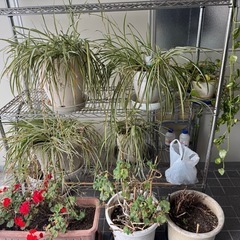 オリズルラン4鉢と枯れたもの鉢1つの画像