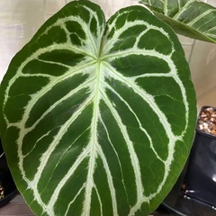 アンスリウム　ドラヤキシルバー　　観葉植物　熱帯植物の画像