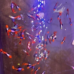 グッピーの画像