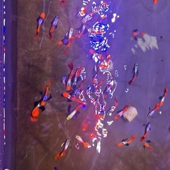 グッピーの画像