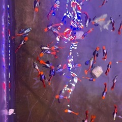 グッピーの画像