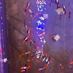 グッピーの画像