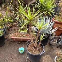 ユッカ、エレファンティペス、ドライガーデンにの画像