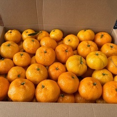 鹿児島　子みかん　お値引きできますの画像