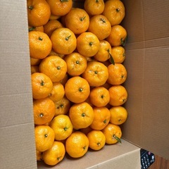 鹿児島　子みかん　お値引きできますの画像