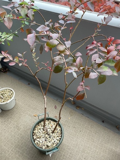 ブルーベリー　木　果樹　木　5年、3年