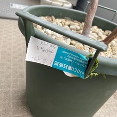 ブルーベリー　木　果樹　木　5年、3年の画像