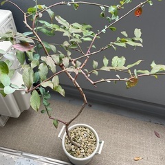 ブルーベリー　木　果樹　木　5年、3年の画像