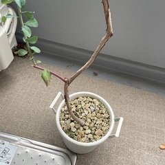 ブルーベリー　木　果樹　木　5年、3年の画像