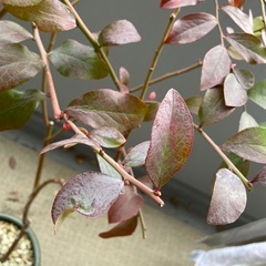 ブルーベリー　木　果樹　木　5年、3年の画像