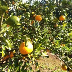 ☆彡＠山武市　完全無農薬！ミカン狩り体験☆彡の画像