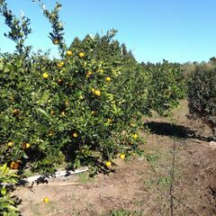 ☆彡＠山武市　完全無農薬！ミカン狩り体験☆彡の画像