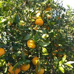 ☆彡＠山武市　完全無農薬！ミカン狩り体験☆彡の画像