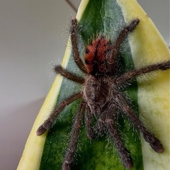 ペルーパープルピンクトゥタランチュラ幼体の画像