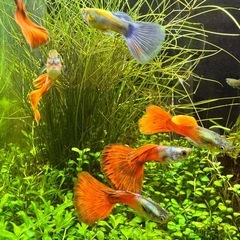 国産グッピー 雄10匹 （1匹単価）の画像