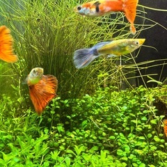 国産グッピー 雄10匹 （1匹単価）の画像