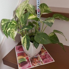 ポトス　観葉植物の画像