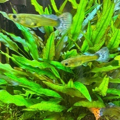 〈販売停止中〉国産グッピー 雌   10匹（1匹単価）の画像