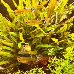 〈販売停止中〉国産グッピー 雌   10匹（1匹単価）の画像