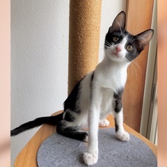 ベタ慣れ人間大好き💕エンゼルちゃん