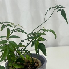 植物　ハゴロモジャスミンの画像