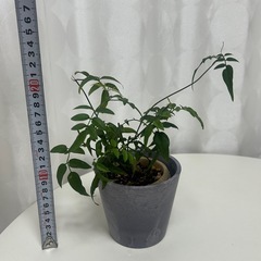 植物　ハゴロモジャスミンの画像