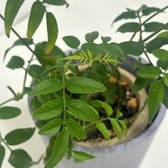 植物　ハゴロモジャスミンの画像