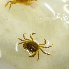 【レア産地】送料無料　東京都産　サワガニ　5匹の画像