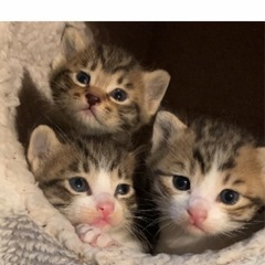 可愛いキジトラチャン