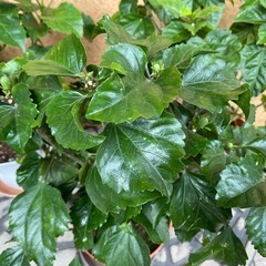 ハイビスカスの鉢植えの画像
