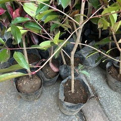 レッドロビン　1m前後　生垣等に
の画像