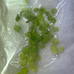 ニューラージパールグラス　メダカ 熱帯魚 水槽やミニボトルアクアリウムにいかがですか♪の画像