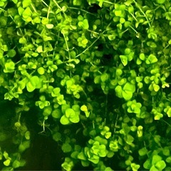 ニューラージパールグラス　メダカ 熱帯魚 水槽やミニボトルアクアリウムにいかがですか♪の画像