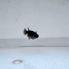 「黒天幻龍」メダカ 5匹セットの画像