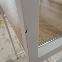 リユースのサカイ栃木店★ジモティ割あり★  レンジラック ホワイト×ベージュ W60×D45×H170 クリーニング済み TC11712の画像