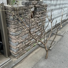 自然木の枝の画像