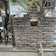 自然木の枝の画像